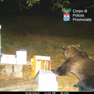 Confermata la presenza dell'orso bruno nel Parco Nazionale Val Grande: il monitoraggio prosegue