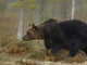 “In Piemonte subito linee guida per vietare l’immissione di nuove specie animali come orso o lince”