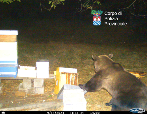 Confermata la presenza dell'orso bruno nel Parco Nazionale Val Grande: il monitoraggio prosegue