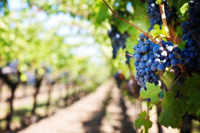 Coldiretti Piemonte, Ue: nuovo bilancio salvaguardi fondi Pac ed eccezionalismo agricolo