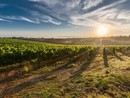 Produttori vinicoli del Piemonte lanciano un grido d'allarme: periodo critico per l'agricoltura