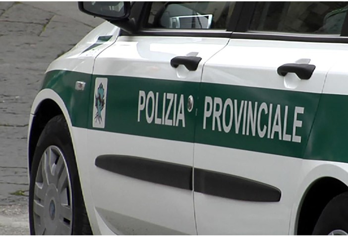 Diversi cervi investiti nel Vco, la polizia provinciale invita gli automobilisti alla prudenza