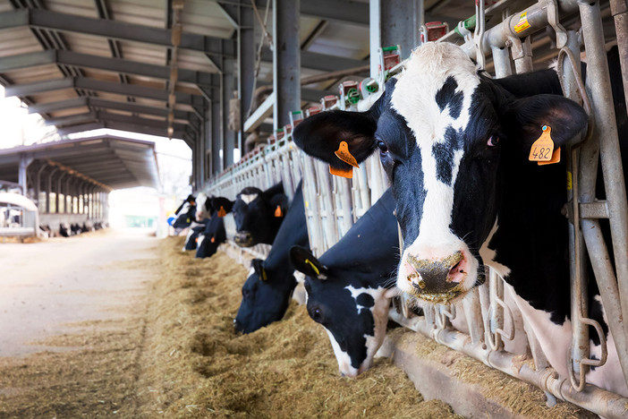 Coldiretti Piemonte, manovra: bene misure agricole dal lingua blu a fondo solidarietà