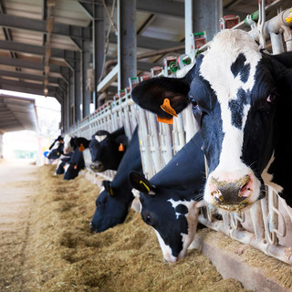 Coldiretti Piemonte, manovra: bene misure agricole dal lingua blu a fondo solidarietà