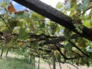 Vendemmia, la soddisfazione di Coldiretti Piemonte: &quot;Garantita la qualità nonostante il clima pazzo&quot;