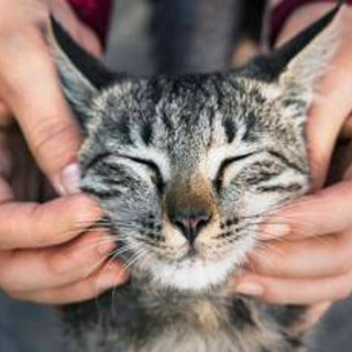 Giornata del Gatto, la passione non conosce confini: ecco i cantanti, attori e registi 'pazzi' per i felini