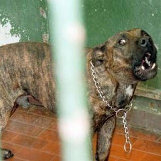 Aggredito dai suoi pitbull a Ostia, gravissimo 29enne