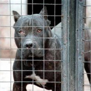 Aggressione pitbull, il veterinario: &quot;Razza di moda, ma servono polso fermo e regole ferree&quot;